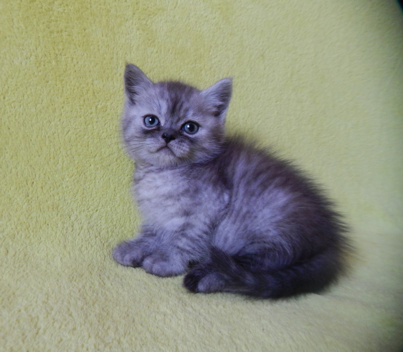 Шотландский кот мальчик прямоухий